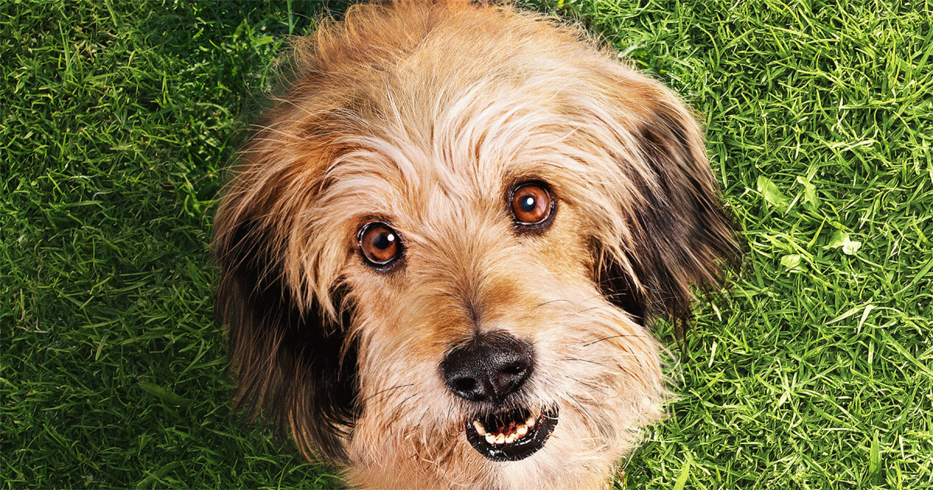 New Trailer: Benji – Official Netflix Trailer #1