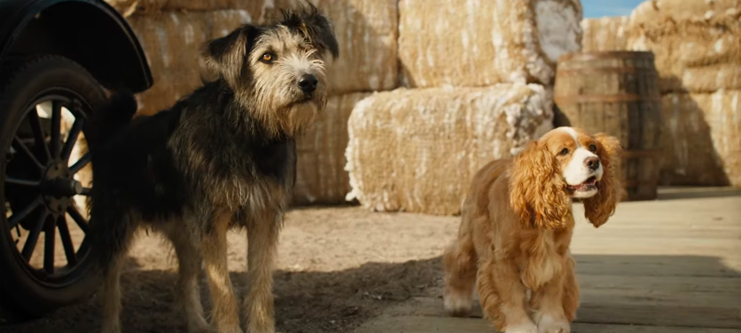 New Trailer: Lady and the Tramp (2019) — Official Disney+ Trailer #1