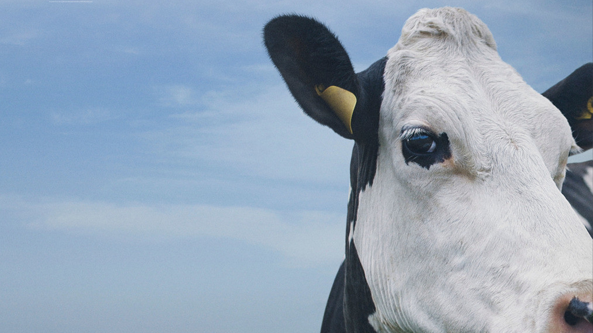 Tuesday Releases: Cow